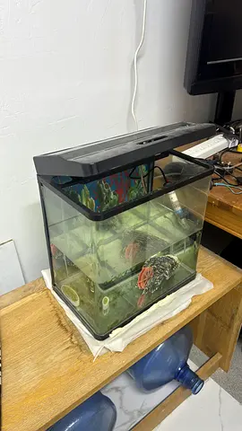 Used 20L Glass Fish Tank with Filter and Decor - Good Condition
