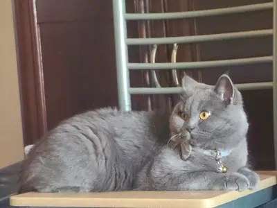 British Shorthair for adoption, urgent