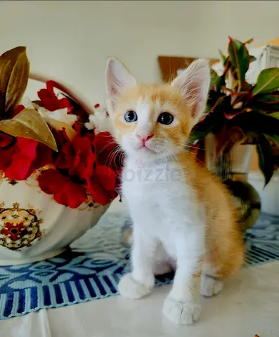 Kitten for free adoption