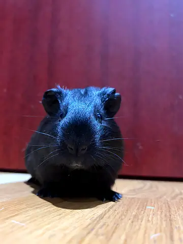 Pets