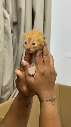 The kittens are friendly and have already received basic litter training and responds to simple cues
