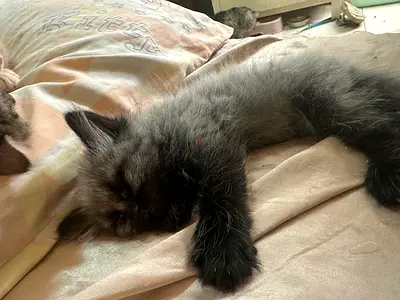 British shorthair for adoption