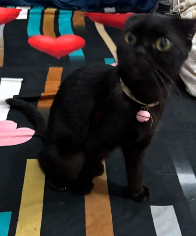 Beautiful Persian Male Cats absolutely free adoption