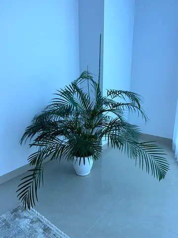 Large indoor palm plant in white pot — good condition