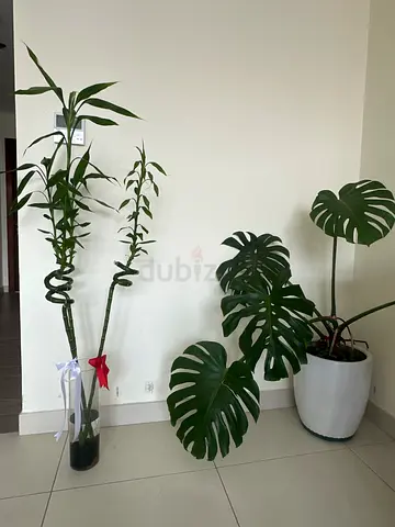 Monstera  Lucky Bamboo indoor plants - healthy, ready to rehome