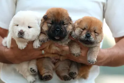 3 Adorable Chow Chow Puppies looking for a loving home