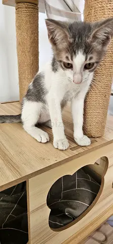 3 female kittens for free