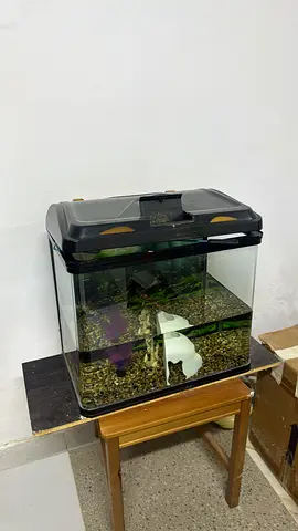 Used 40-60L Glass Aquarium Tank with Hood and Filter (Ready to Set Up)