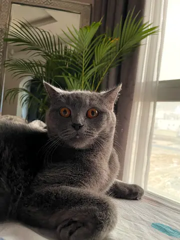 Cats available for adoption