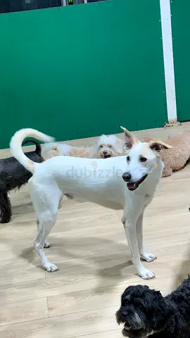 Free nice dog