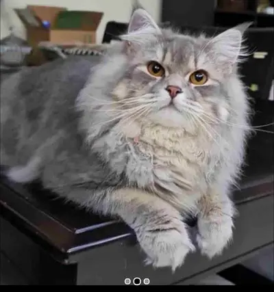 Male Cat for adaptation