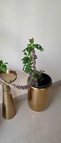 gold decorative plant pot with plant - metal planters, used