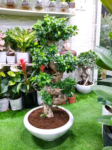 Premium Ficus Ginseng Bonsai Tree – Large Indoor Plant in Ceramic Pot