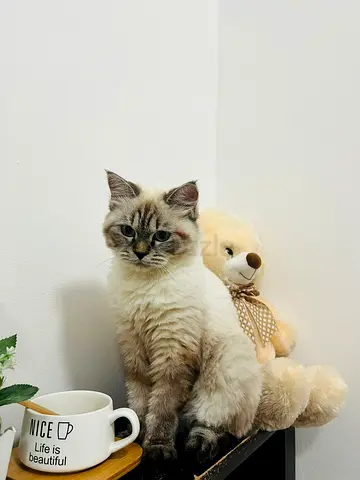 3 year old female cat, very affectionate