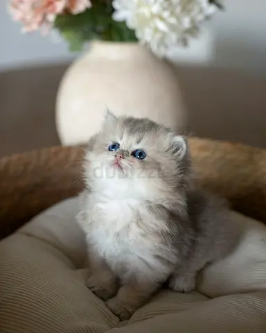 Pure breed British shorthair for adoption