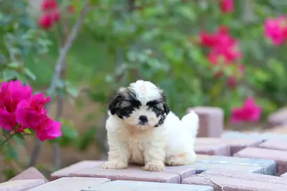 Cute fluffy Shih Tzu puppy looking for a home