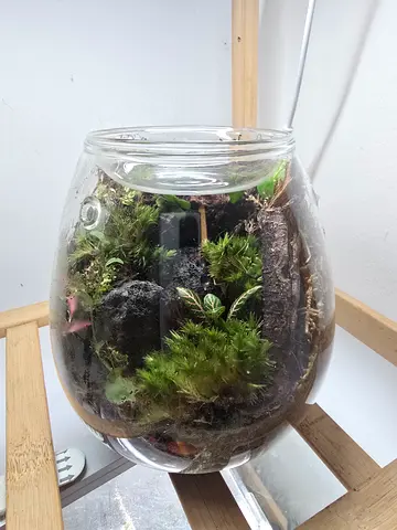 Handmade Closed Glass Terrarium with Live Moss  Mini Plants
