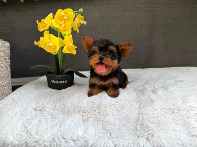 Cute Yorkshire Terrier puppy available for new home