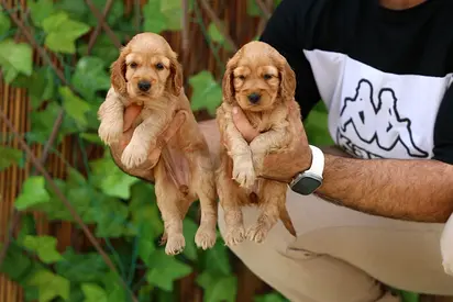 Cocker Spaniel Puppies - Family Raised