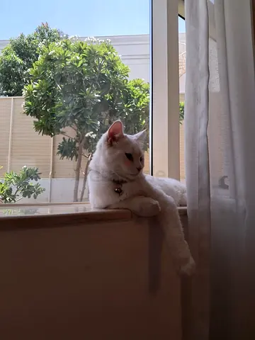 Cute cat for selling