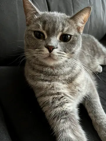 Friendly grey British Shorthair  Female cat available for adoption