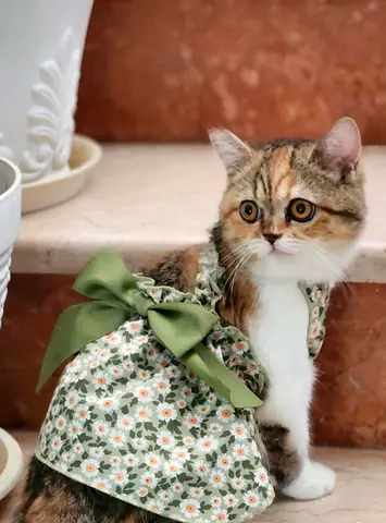 Scottish Fold and British Short-hair Female Sisters 7 months
