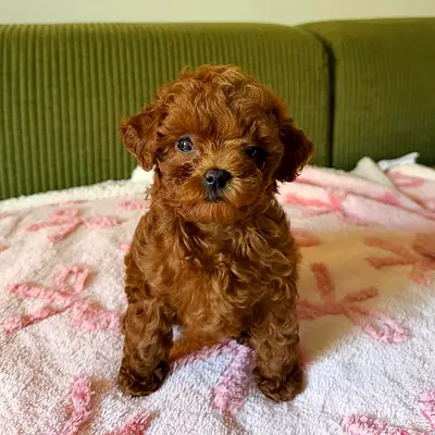 Adorable Toy Poodle Puppy — playful and friendly