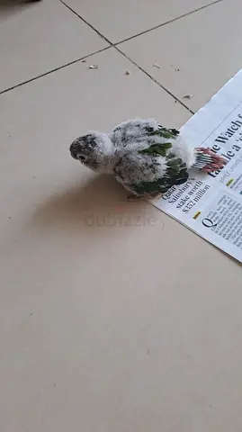 (for Hand feeding) conure baby