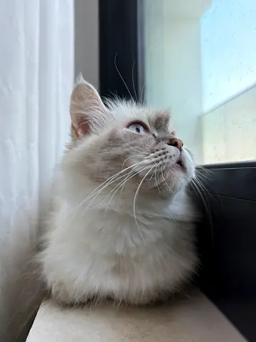 Female cat for adoption free