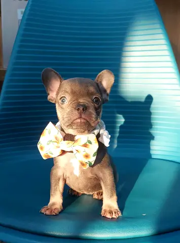Young French Bulldog puppy - healthy, friendly
