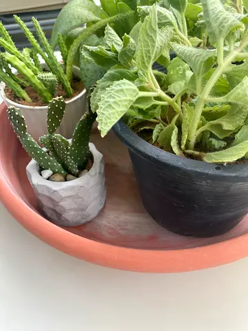 A basket of succulents, cactus and zaatar plant in terracotta and plastic pots – ready to move