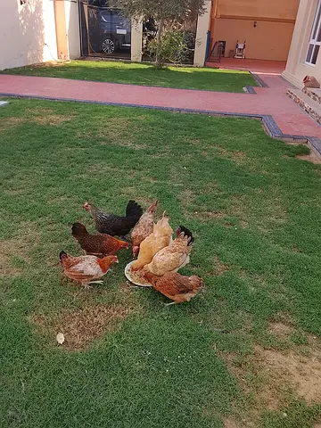Hen with Free Coop