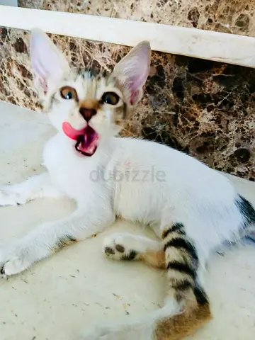 Cats for adoption