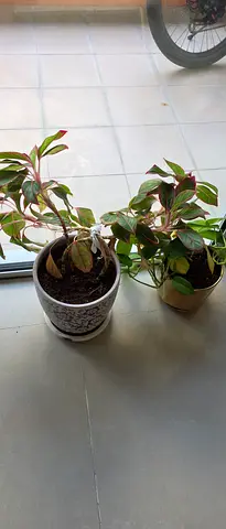 Two small indoor potted plants — healthy philodendron/peperomia mix