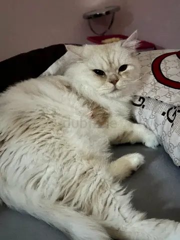 missing cat