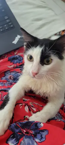 8 month old white black male cat for adoption