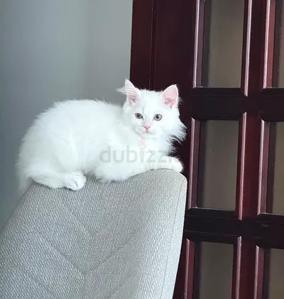 Kitten for free