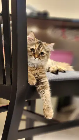 British short hai 5 month old kitten