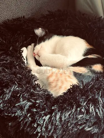 🐾 Can You Give Me a Home?