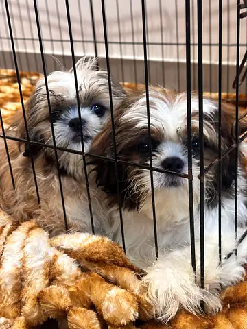 Puppies for adoption