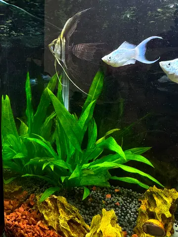 80cm Aquarium tank with live plants - angelfish.
