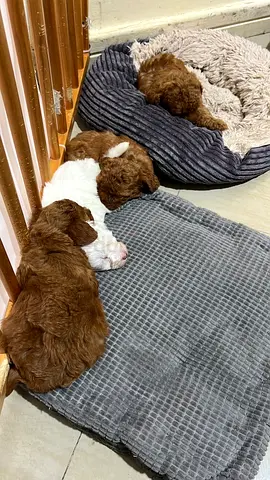 TOY POODLE FOR REHOMING