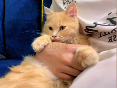 Young cream longhair kitten looking for a new home