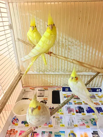 Hand-raised Lutino and White Cockatiels - Pair