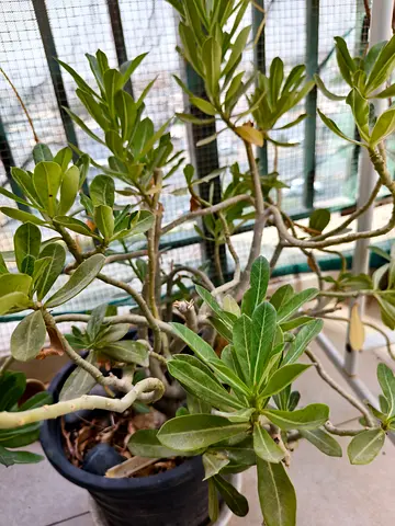 Adenium Plant Outdoor