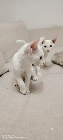 Angora kittens for free adoption