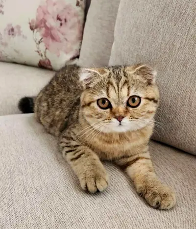 Adorable Trained British Short-Hair Female Kittens 7 Months Old
