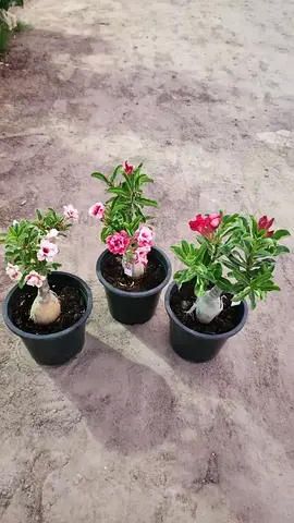 Heat Proof Plants Bundle- Bundle of 3 Desert Roses