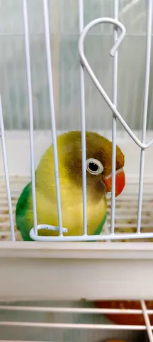 Unique colour female lovebird