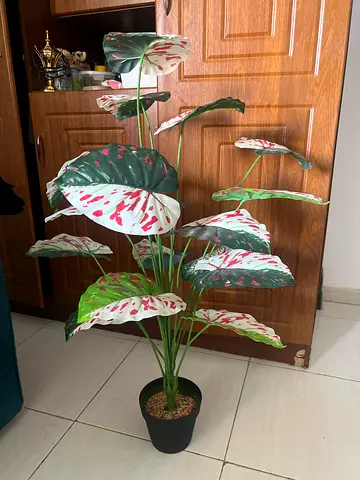 Plant